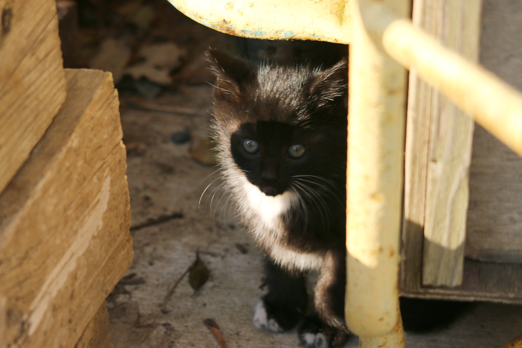 たぬきじゃないよ