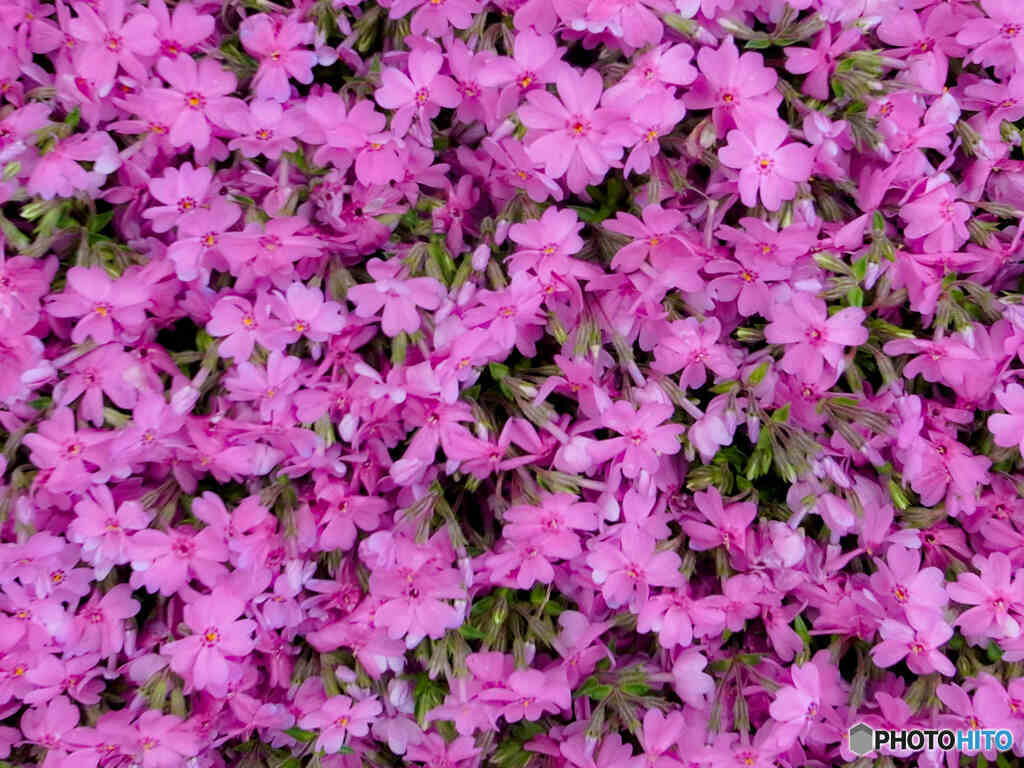 花園