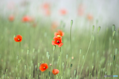 BOKEH 野花