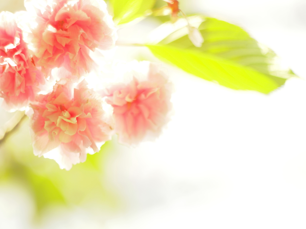 八重桜
