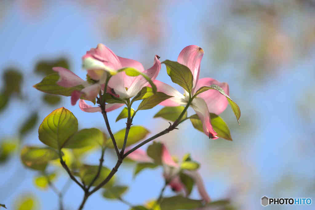 春の花