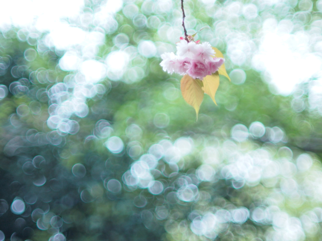 八重だってきれい2