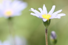 何の花？