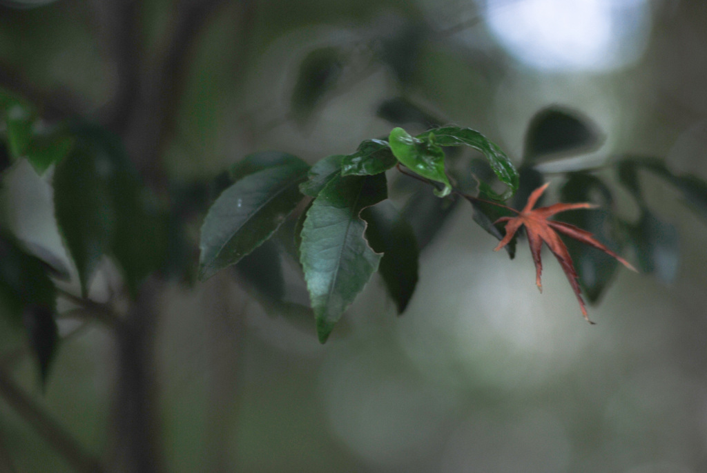 最後に散る色葉