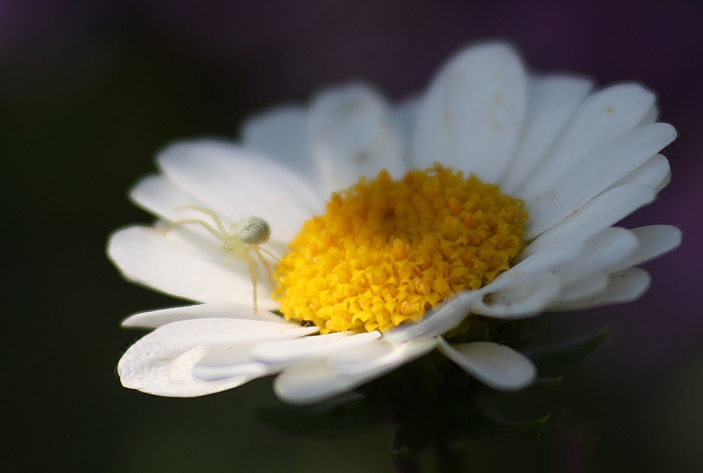 何の花？