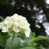 梅雨空の下の花