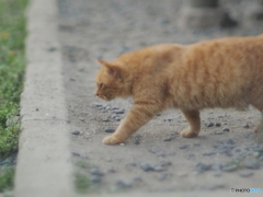 本日のにゃんこ