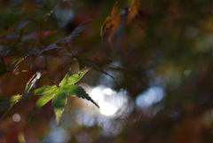 季節のグラデーション