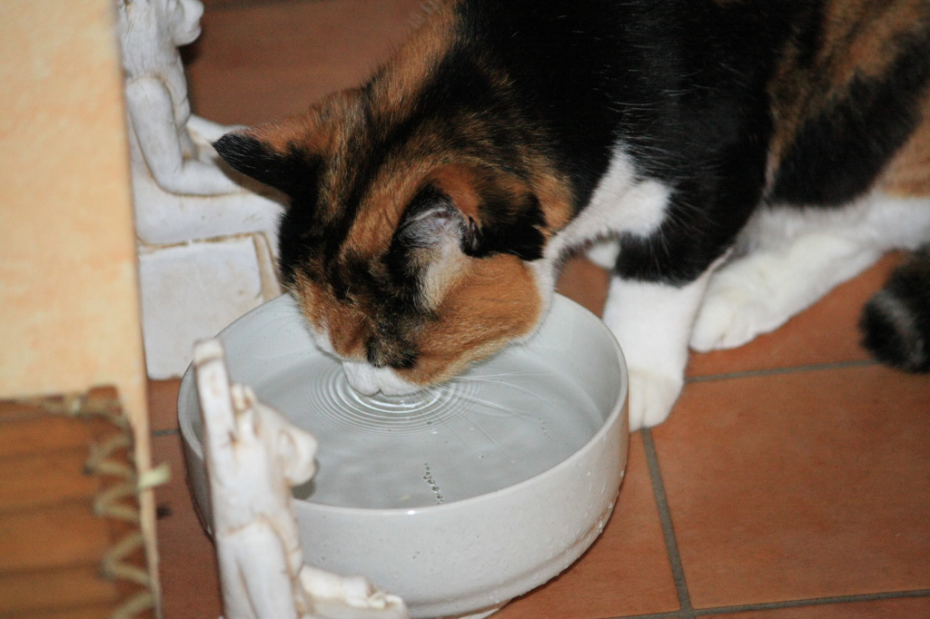 たみちゃんの日常