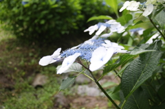 梅雨空の下の花