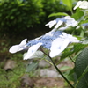 梅雨空の下の花