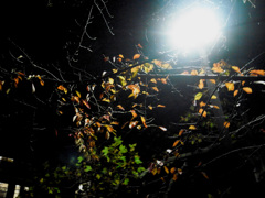 夜の紅葉？枯れ葉
