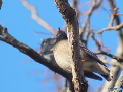 春は近くに