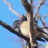 春は近くに