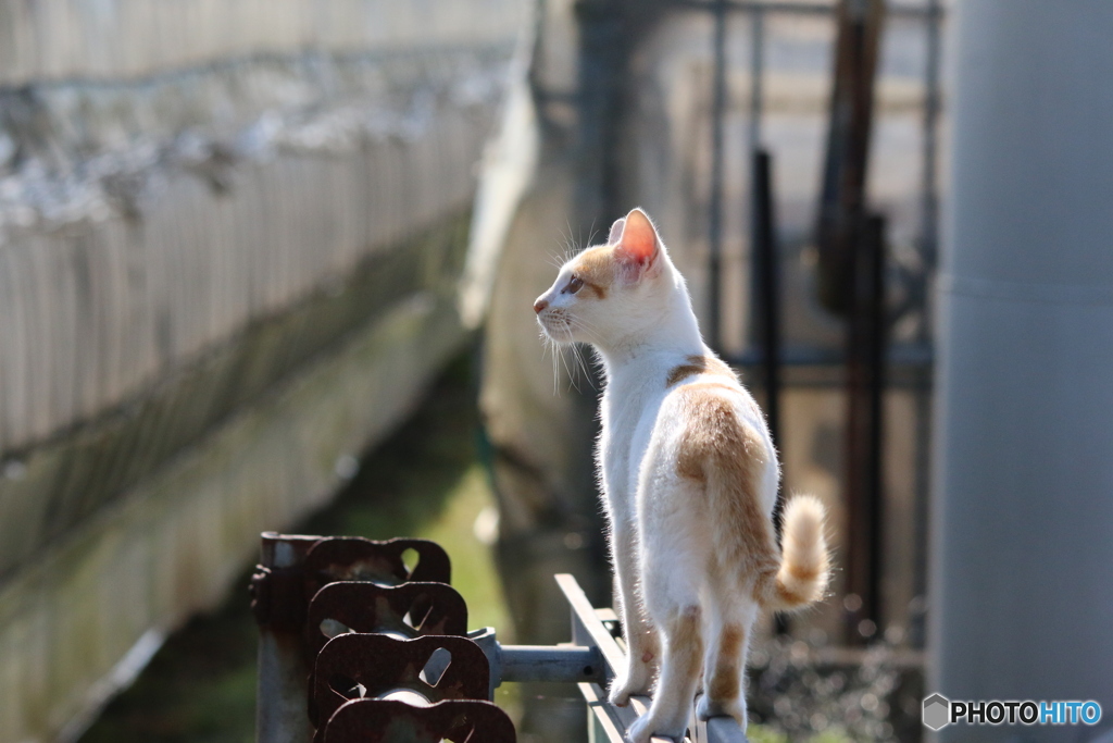 これからの猫生がある
