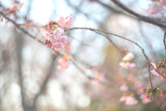 河津桜