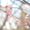 河津桜