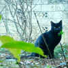田舎の黒猫？