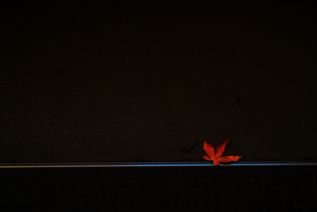 ひとひら　落ち葉
