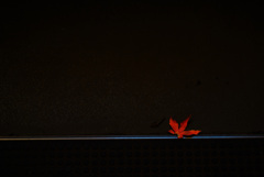 ひとひら　落ち葉