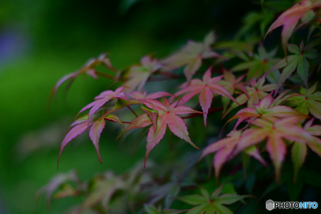 今、紅葉？