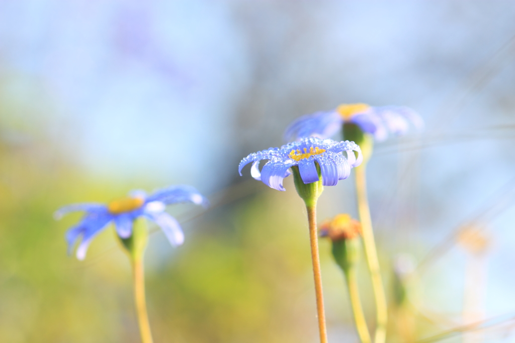 夜露に濡れた1cmの花