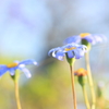 夜露に濡れた1cmの花