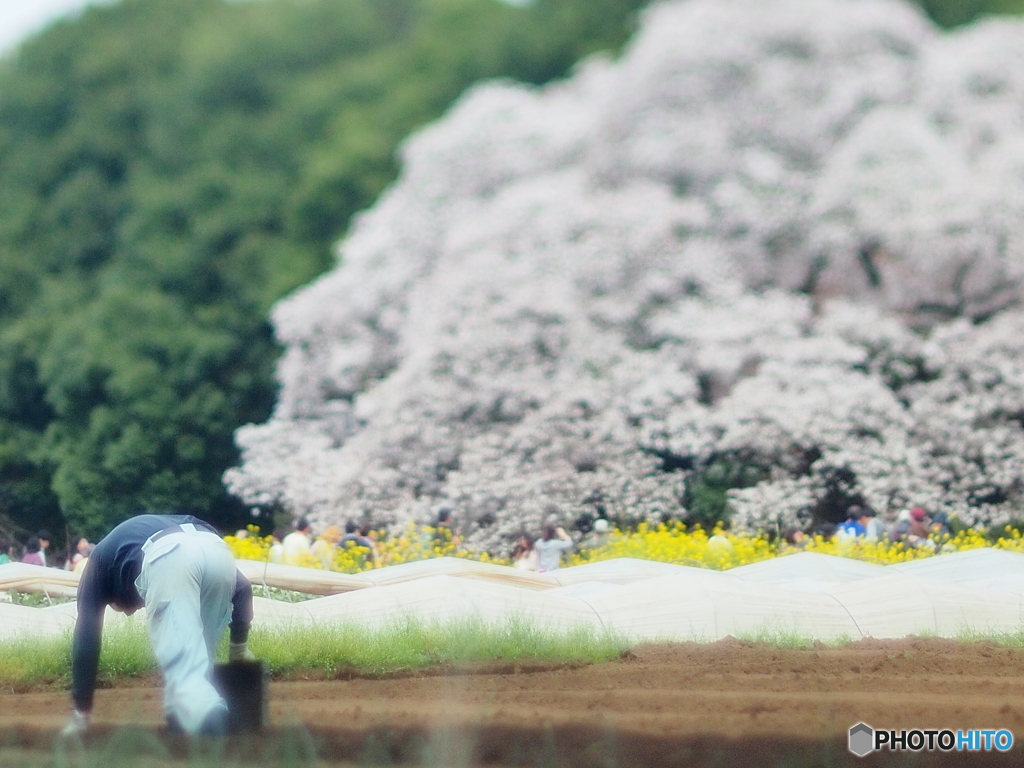 農作業してる人と花見をする人