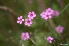 野に咲く花...