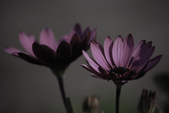 デスクトップのすみれ色の癒し