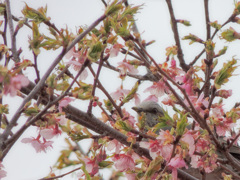 春のかくれんぼ