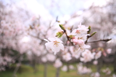 桜満開