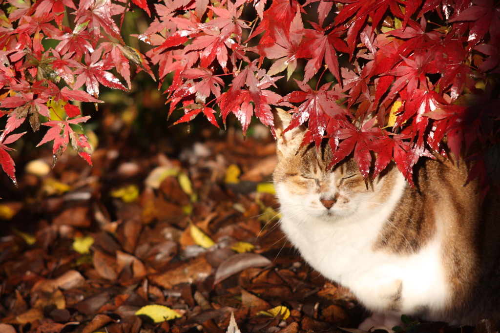 紅葉猫 By コチャン Id 写真共有サイト Photohito