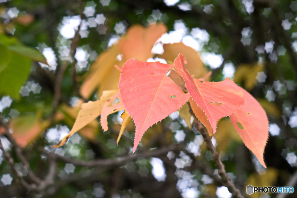 夏の紅葉