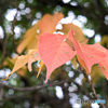 夏の紅葉