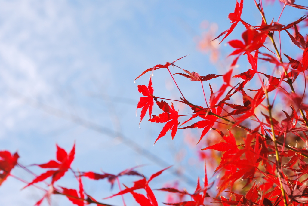 japanese maple