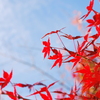 japanese maple