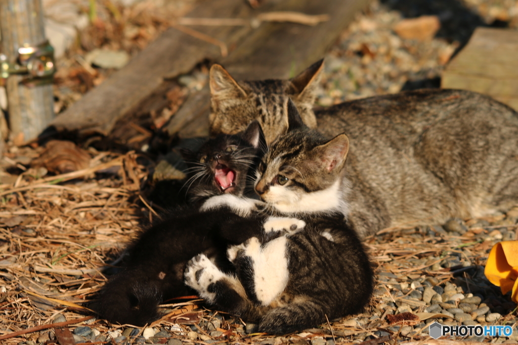 ギッ、ギブギブ