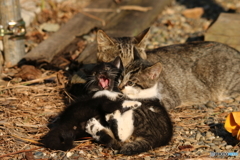 ギッ、ギブギブ