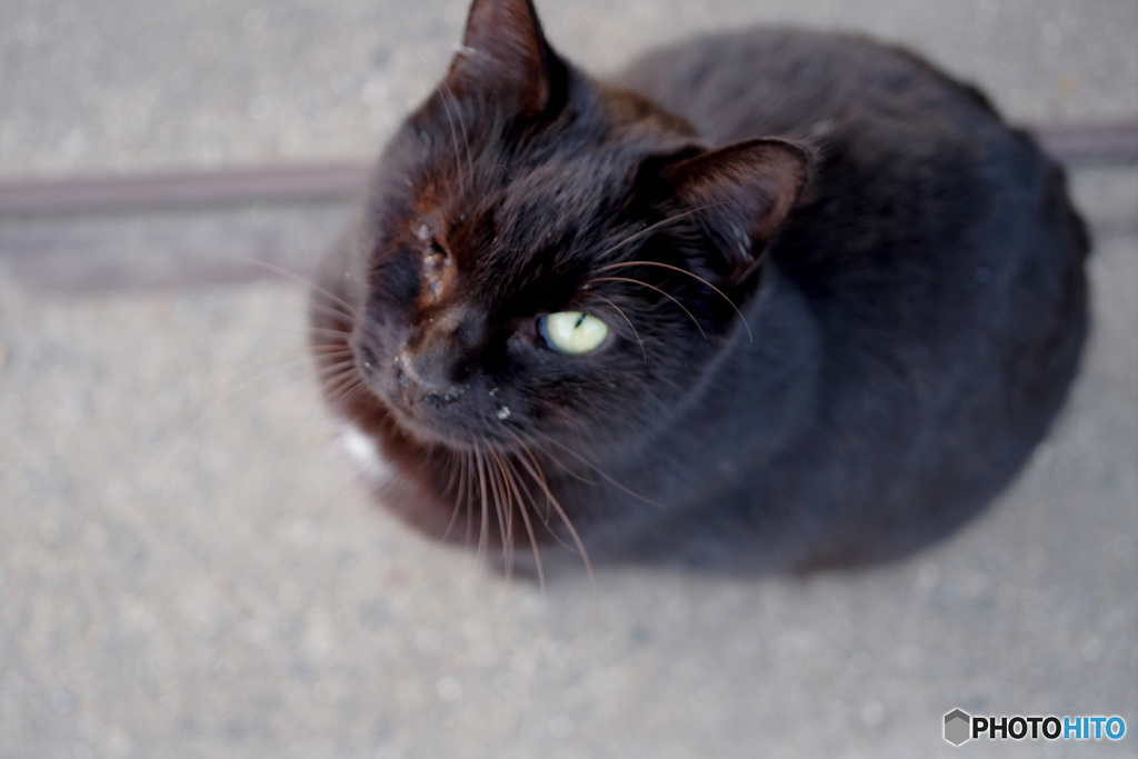 私飼われているから....幸せだよ