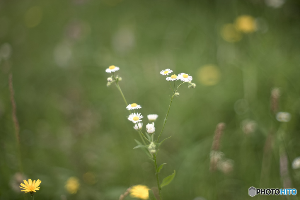 野に咲く花.
