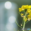 オールドレンズにて2