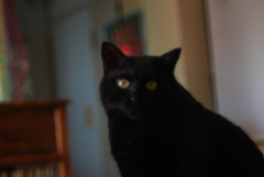 こちらを見ています