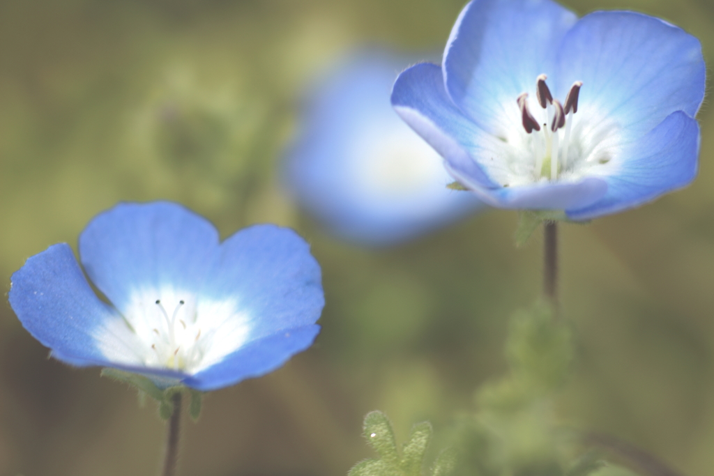 今一番綺麗な花