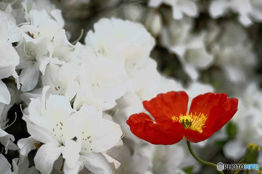 醜いアヒルの子