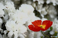 醜いアヒルの子