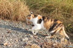 ちょっと急いでいるもんで・・・・