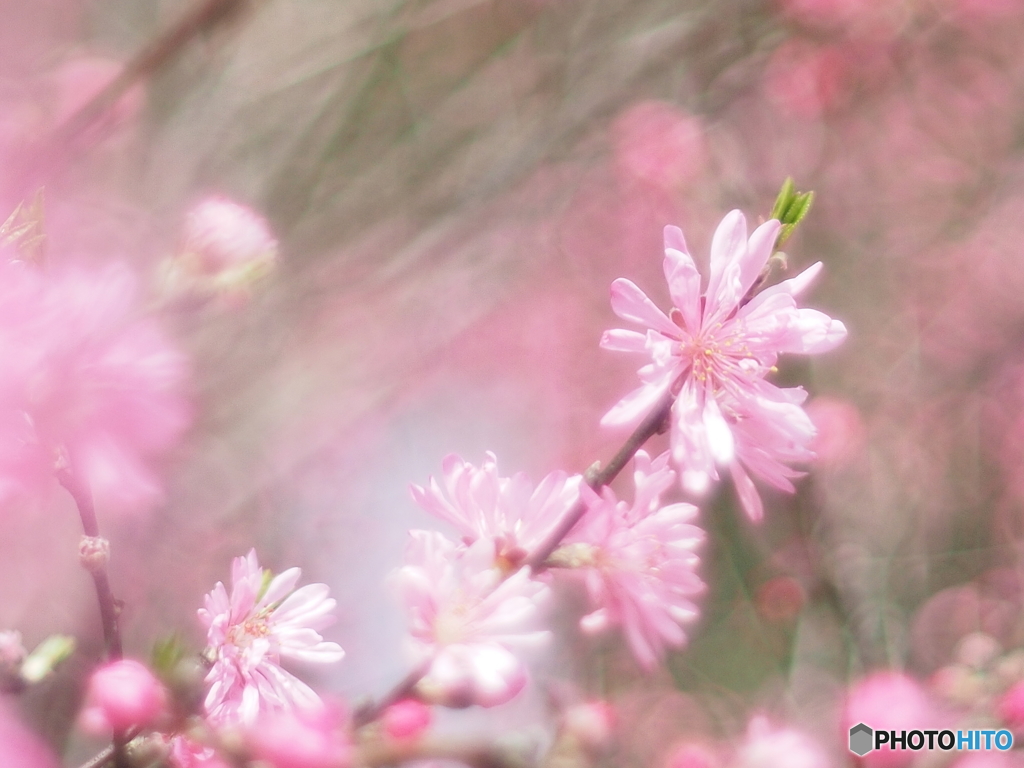 sakura