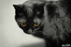 猫生まだまだだよクマ