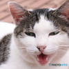 モデル代は猫缶一つです。